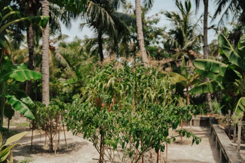 Badhige (Organic Garden)