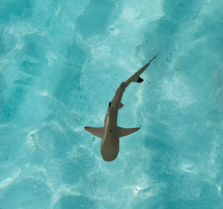 Ellaidhoo Maldives by Cinnamon Gallery Image