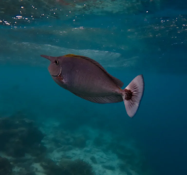 Ellaidhoo Maldives by Cinnamon Gallery Image