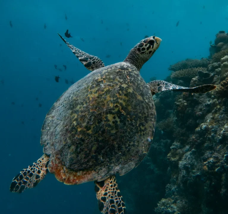 Ellaidhoo Maldives by Cinnamon Gallery Image