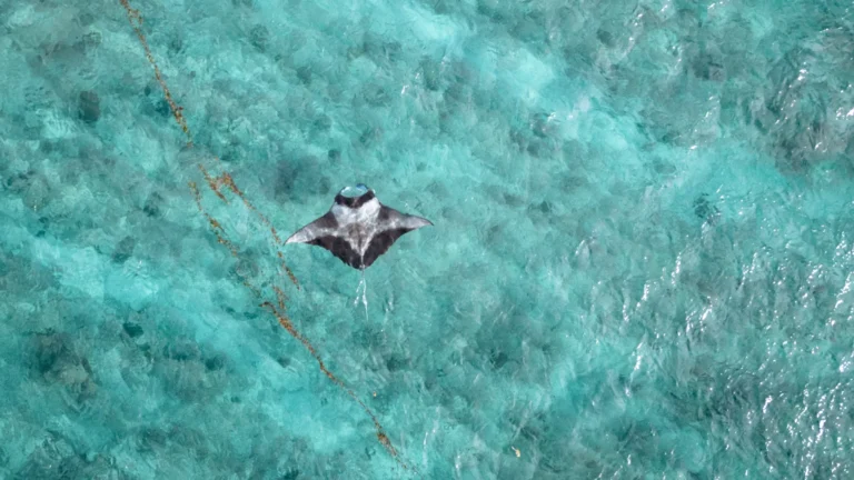 Cinnamon Hakuraa Huraa Gallery Image