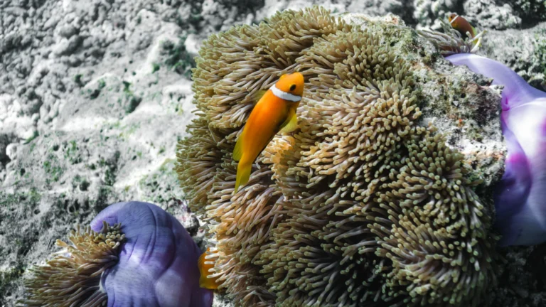 Cinnamon Dhonveli Maldives Gallery Image